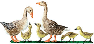 Brown Geese Family