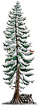 Woodland Winter Pine