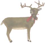 Lg.Whitetail Deer